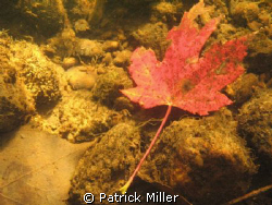 I noticed this bright red leaf out of the corner of my ey... by Patrick Miller 